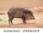 Side View Of A Collard Peccary...