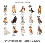 A group of fifteen different medium size family breed dogs 