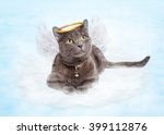 Cat With Angel Wings And Golden ...