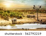 Dreamy scene of common South African safari wildlife animals together at sunset 