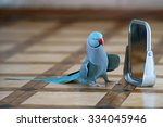 Blue Indian Ringneck Parakeet...