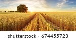 Gold Wheat Flied Panorama With...