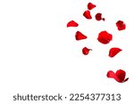 Floating red rose petals isolated on white. Background concept for love greetings on valentines day and mothers day. Space for text. 