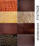 A Collection Of Reptile Skin...