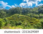 Tegallalang Rice Terrace in Bali, Indonesia
