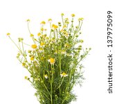 medical chamomile on white... | Shutterstock . vector #137975099
