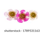 Small photo of flowers of wax myrtle isolated on white background