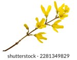 flowering branch of Forsythia Isolated on white background