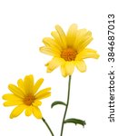 Yellow Daisy Isolated On A...