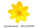 Yellow spring flower isolated...
