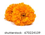 Flower Marigold Isolated On...