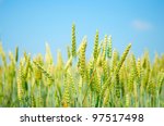 A Field Of Wheat On Blue Sky...