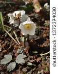 Small photo of Helleborus orientalis White Lady, Commonly known as Lenten rose