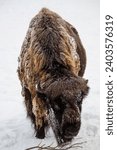 Small photo of The American bison or simply bison cower by snow