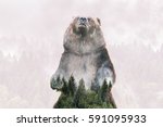 Double Exposure Of A Wild Bear...