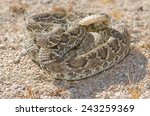 A Mojave Green Rattlesnake ...