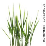 Green Reed  Cane Grass Isolated ...