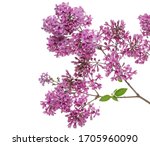 Purple Lilac Flowers Shrub On...