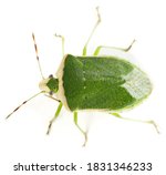Green Stink Bug Isolated On...