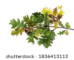 Oak Leaves On Branch With Acorn ...