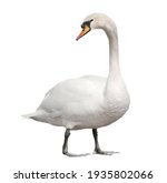 Small photo of Mute swan, cygnus olor isolated on white background, clipping path