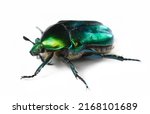 Scarab Beetle  Protaetia...
