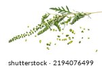 Small photo of Fresh common Ragweed with flower (Ambrosia artemisiifolia) isolated on white
