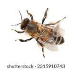 Honeybee with white pollen on...