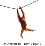 Baby Orangutan Swinging On Rope ...