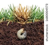 Lawn grub damage as chinch larva damaging grass roots causing a brown patch disease in the turf as a composite image isolated on a white background as a composite image.