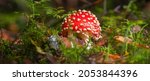 Amanita Muscaria Grows In The...