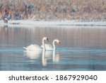 Small photo of Wild bird mute swan (Cygnus olor) swim in winter on pond, Czech Republic Europe wildlife