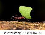 Small photo of Leafcutter ant (Atta cephalotes) on branch, carrying green leaf. It cuts leaves and grows mushrooms in an anthill on them. La Fortuna Alajuela - Arenal, Costa Rica wildlife .