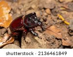Strategus aloeus, the ox beetle, is a species of rhinoceros beetle, Carara National Park - Tarcoles, Wildlife in Costa Rica.