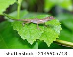 Small Endemic Forest Lizard...