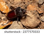 Strategus aloeus, the ox beetle, is a species of rhinoceros beetle, big insect bug founded in Carara National Park, Tarcoles, Wildlife in Costa Rica.