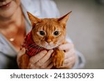 close-up of a ginger cat held by a person, with the cat wearing a red collar and looking directly at the camera.