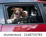 Two large mixed breed dogs and a cat looking at the window of a red car 