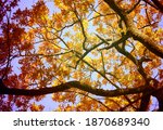 Photo Landscape Of A Tree With...