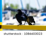 Small photo of A male Blackbird standing on a yellow rail and ruffling his feathers in an aggressive mating display as it tries to attract attention from nearby female birds.