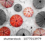 Sea Urchin Shells Close Up Top...