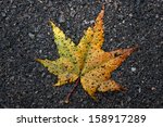   The Autumn Maple Leaf With...
