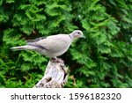 Eurasian Collared Dove On A...