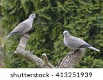 Two Eurasian Collared Dove