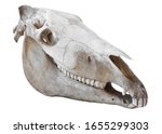 Right Side Of The Skull Horse ...