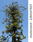 Small photo of Araucaria bidwillii, commonly known as the bunya pine or bunya-bunya tree at blue sky in Australia