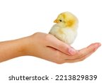Small photo of Tiny defenceless yellow chicken on human palm isolated on the white background