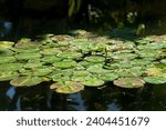 Small photo of Tranquil pond with large Victoria Regia lily pads, embodying peaceful coexistence with water.