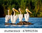 Pelican colony in Danube Delta Romania