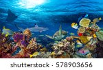 Underwater Coral Reef Landscape ...